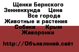 Щенки Бернского Зенненхунда  › Цена ­ 40 000 - Все города Животные и растения » Собаки   . Крым,Жаворонки